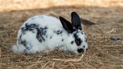 How Big Do Rabbits Get? Guide to Rabbit Breeds and Sizes - Everbreed