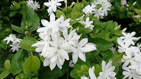 The Beauty and Benefits of Champa Phool: A Complete Guide – Nandi ...