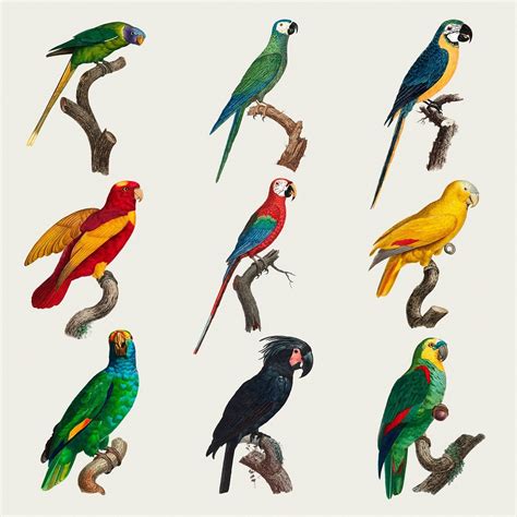 Psd vintage parrots illustration set | premium image by rawpixel.com / nook Free Illustration ...