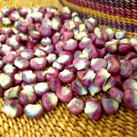 Heirloom Corn Seeds — Alliance of Native Seedkeepers