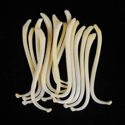 Real Raccoon Penis Bone Animal Baculum Taxidermy Genuine Bones - Etsy