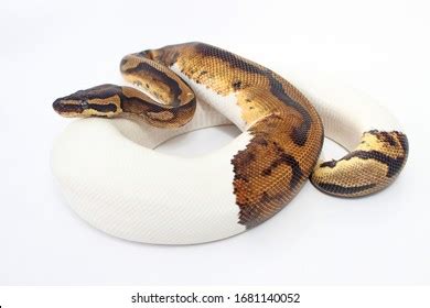 94 Piebald ball python Images, Stock Photos & Vectors | Shutterstock