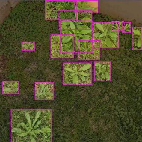 Top 6 Agriculture Datasets for Computer Vision