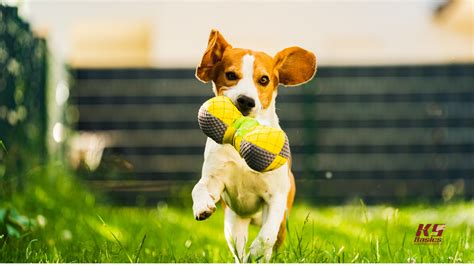 Image result for Agility Training for Dogs