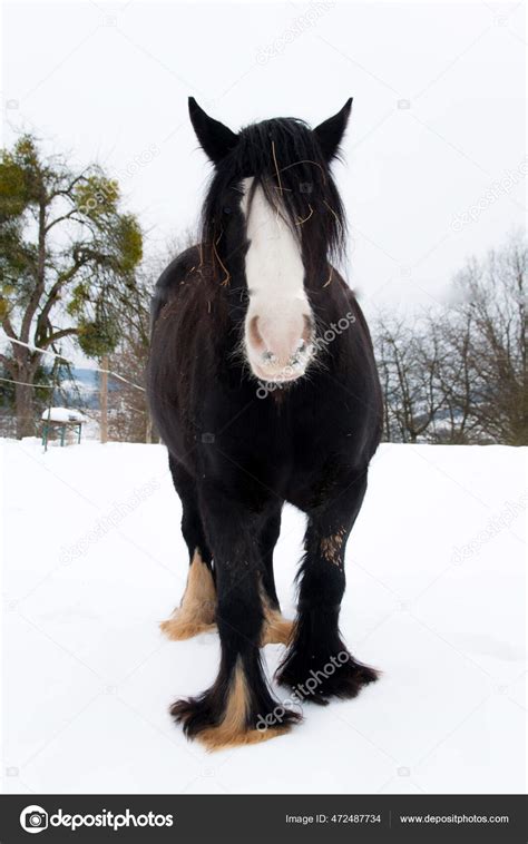 All Black Clydesdale Horse