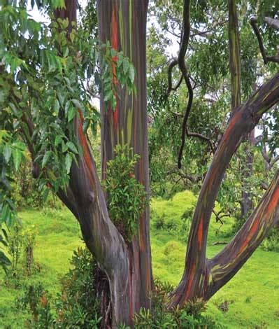 UNIQUE TREES - Outdoor Luxury
