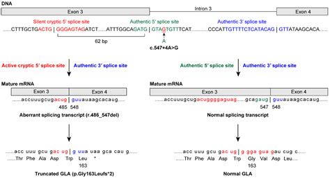 Plasma Globotriaosylsphingosine and ?-Galactosidase A Activity as a ...