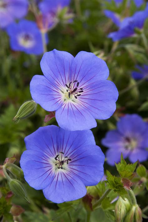 Rozanne Cranesbill | Geraniums, Beautiful flowers, Flower garden
