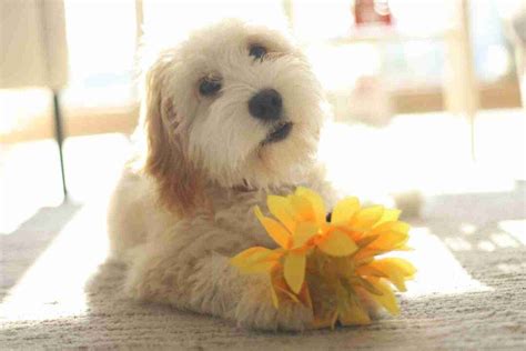 Mini Dogs to Adopt 的图像结果