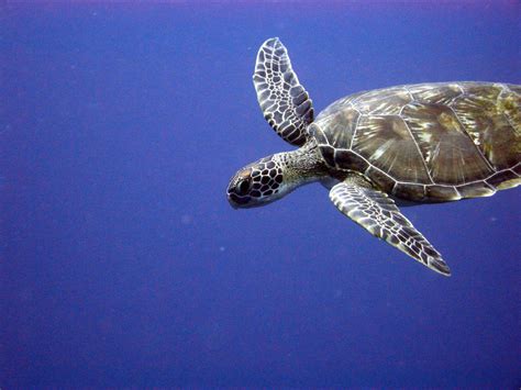 Loggerhead Turtle Predators 的图像结果