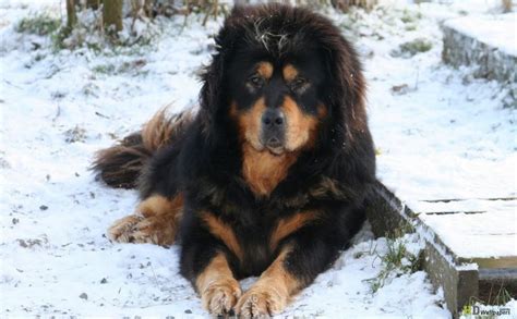 Unusual Dogs 的图像结果