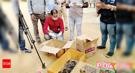 Sambhar bird death: Mortality pattern indicates Avian botulism, says ...