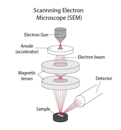 Scanning electron microscopy images (SEM) and Elemental analysis (EDX ...