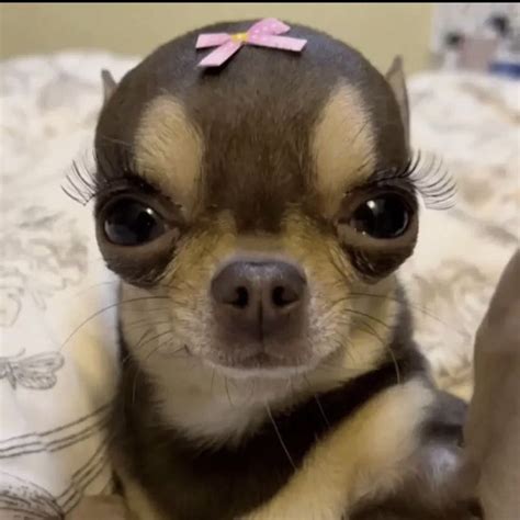 funny dog 🐶 | Chihuahua funny, Very cute puppies, Funny dog faces