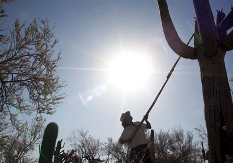 Tohono O’odham Saguaro Harvest Traditions