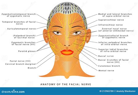 Face Diagram For Cranial Nerves at Roberta Shanklin blog
