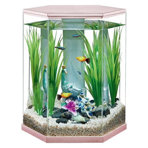 Easy Fish For 3 Gallon Tank - Wese Aquarium Fish