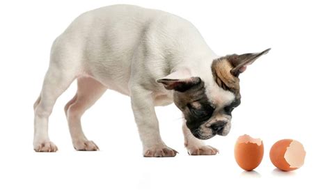 Image result for Egg Shells for Dogs