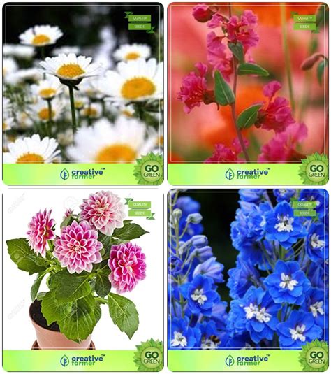 Creative Farmer Flower Seeds : Seeds For Planting Winter & Summer Combo ...