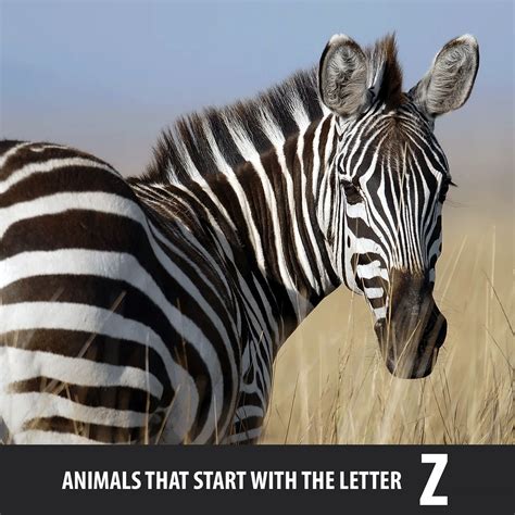 Animals That Start With The Letter Z