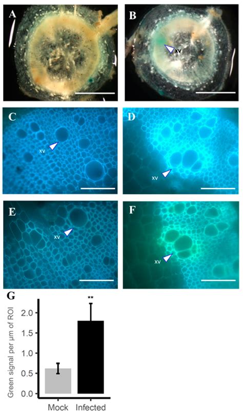 The Tomato Feruloyl Transferase FHT Promoter Is an Accurate Identifier ...