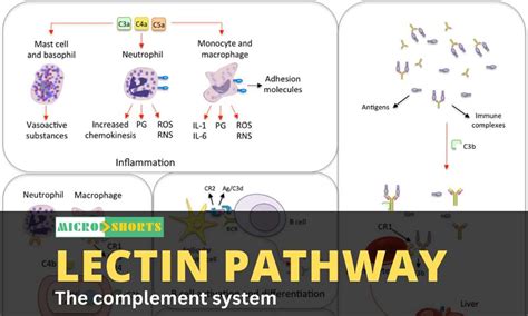 Image result for Lectin Pathway Animation