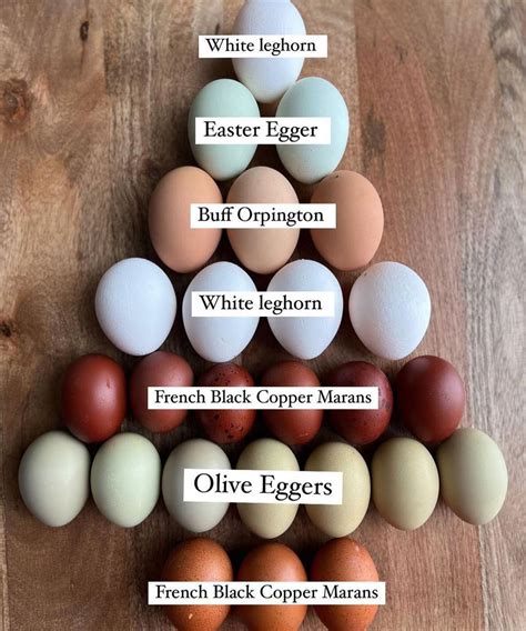 The Rainbow Dozen on Instagram: “Here’s a fabulous diagram from @the ...