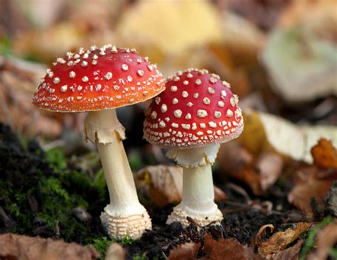 Eating Mushrooms Maintain Your Cholesterol Level. Read Out More of Its ...