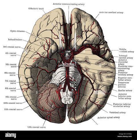 Arteries of the base of the brain, including the "Circle of Willis". This illustration includes ...