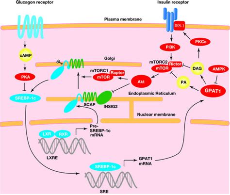 Transcriptional Regulation of Acyl-CoA:Glycerol-sn-3-Phosphate ...