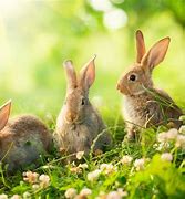 Image result for Cute Easter Baby Bunny Rabbits
