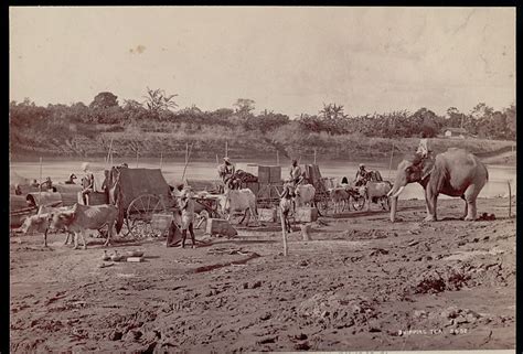 Assamese Men in Costume with Elephant and Ox Carts Transporting Tea ...