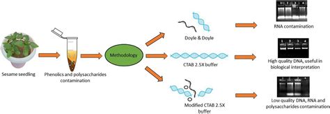 An efficient method for extracting pure DNA from the oil seed crop ...