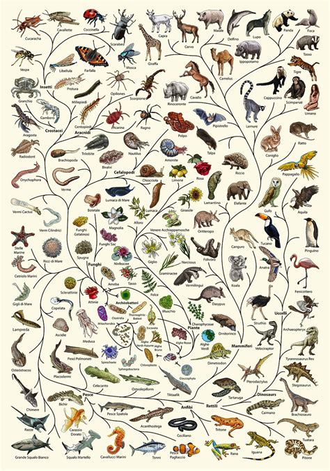 Image result for Animal Evolution Tree