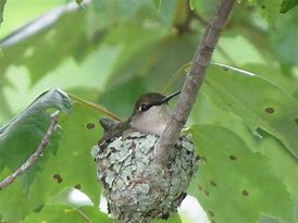 Image result for Hummingbird Nesting Boxes