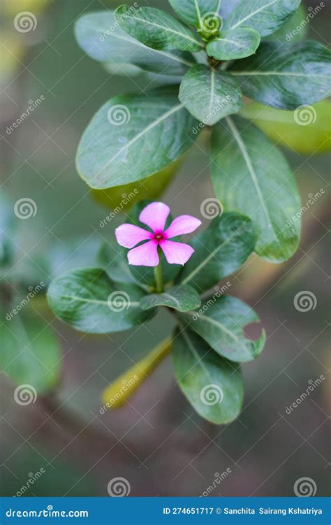 A Single Lavender Catharanthus Roseus Flower Stock Image - Image of ...
