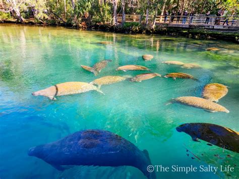 Swim with Manatees in Crystal River for an Unforgettable Experience • Florida • The Simple Salty ... - where to see manatees near me