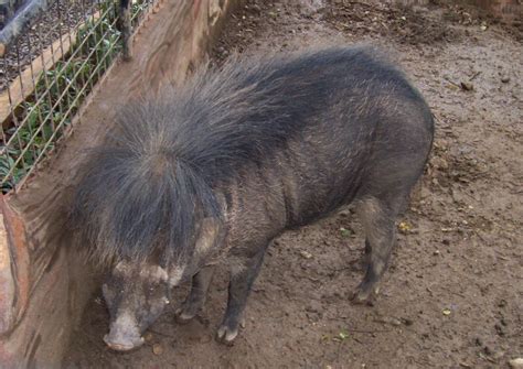 Top 15 Endangered Species in the Philippines 2021 - Environment Go!