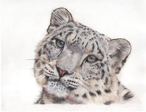Snow Leopard [Print] - Fine Art by Janna