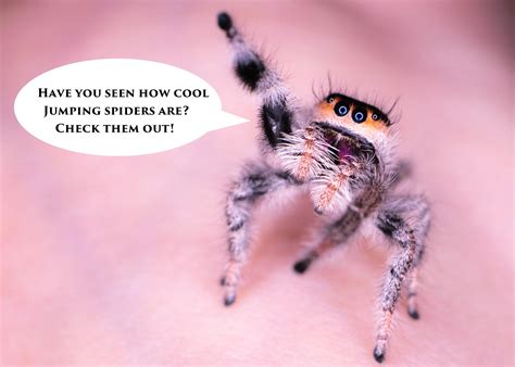 Shop | Spooder Nest