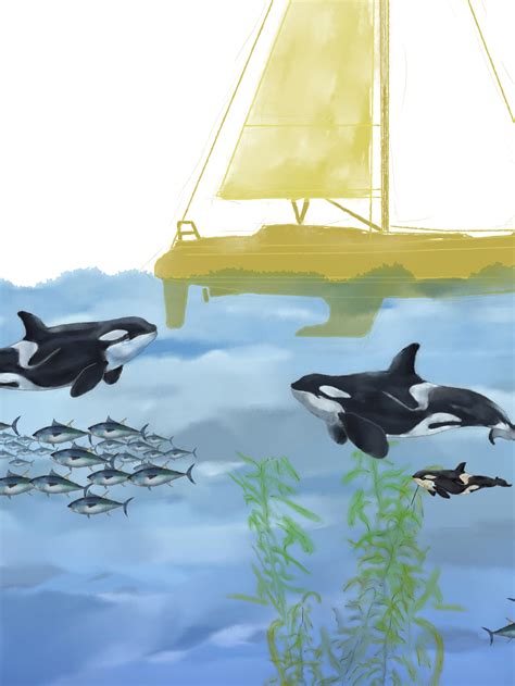 Killer Whales Chasing Speed Boat