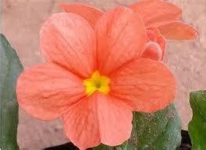 Chalisa Kanakambaram, firecracker flower, tropical flame, Orange colour ...