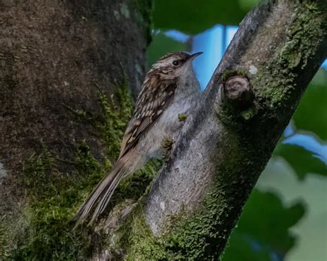 Tree Creeper vs Future Predator 的图像结果
