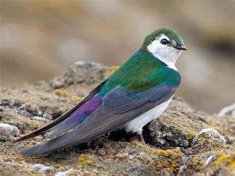 Violet-green Swallow - NestWatch