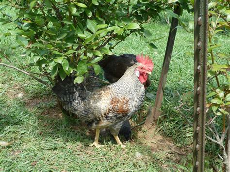 White Sport Cream Legbars | Page 2 | BackYard Chickens - Learn How to ...