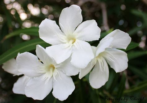 White Flower Oleander