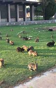 Image result for Rabbits Abandoned