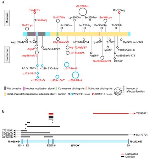 WWOX Loss of Function in Neurodevelopmental and Neurodegenerative Disorders