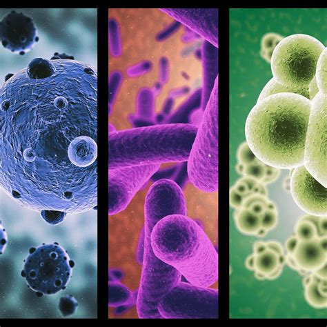 Pertussis − ein Überblick - Infektiologie - Universimed - Knowledge ...