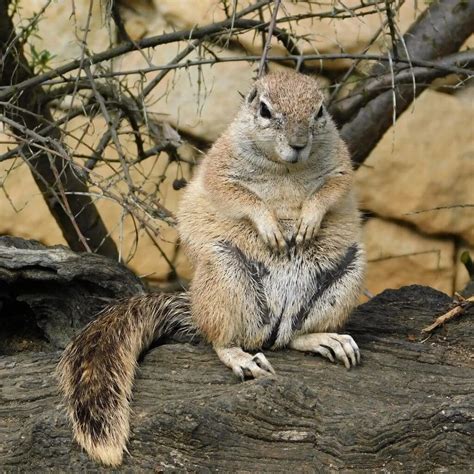 Animals That Start With X